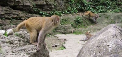 三峡猴溪风景区攻略