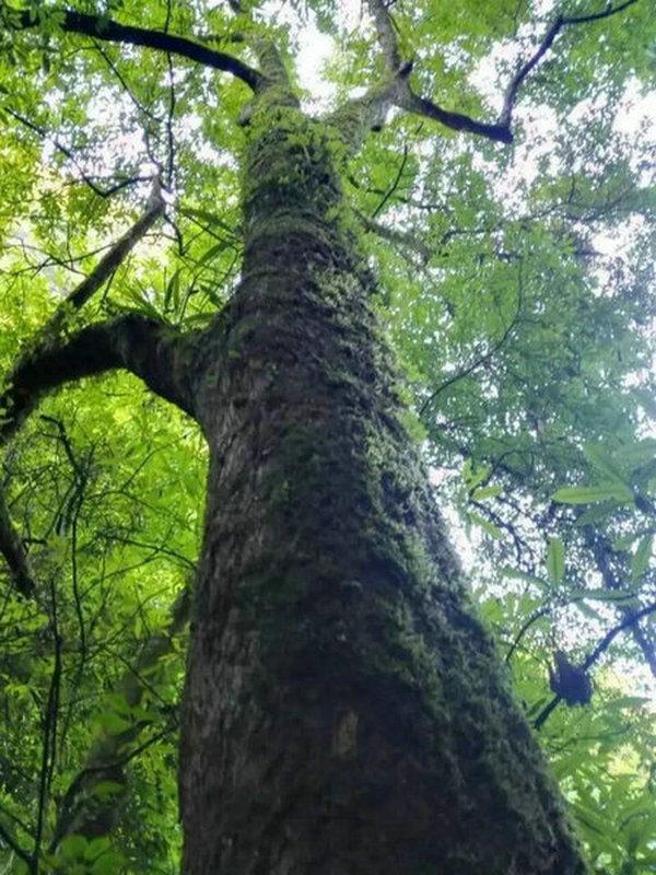 宜昌夷陵中亚楠木林景区游客中心