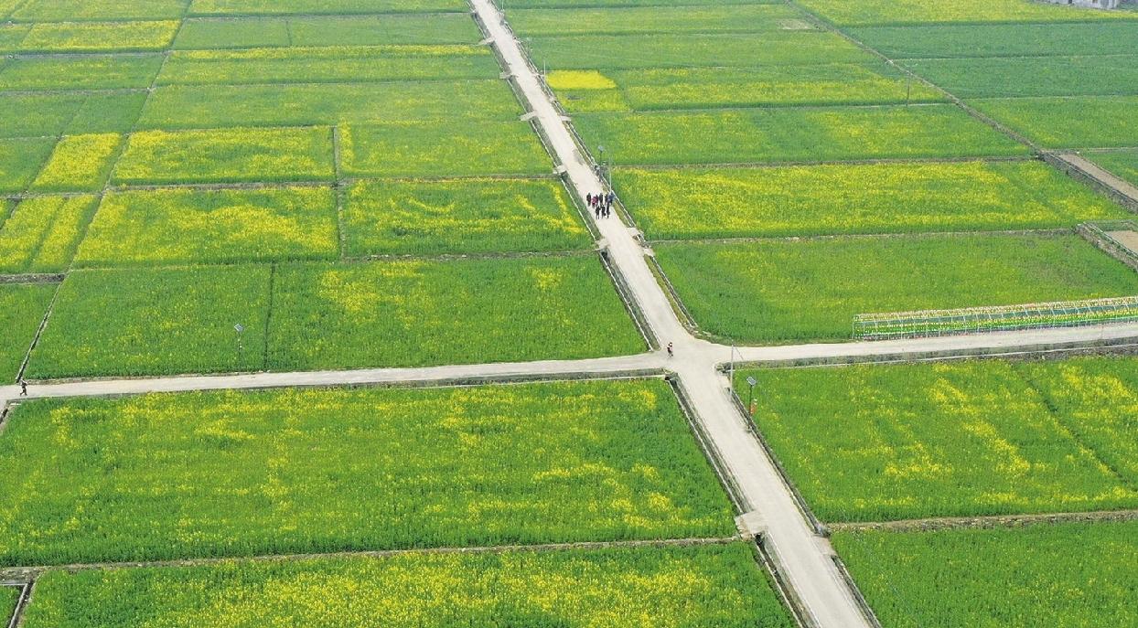 宜昌油菜花旅游指南