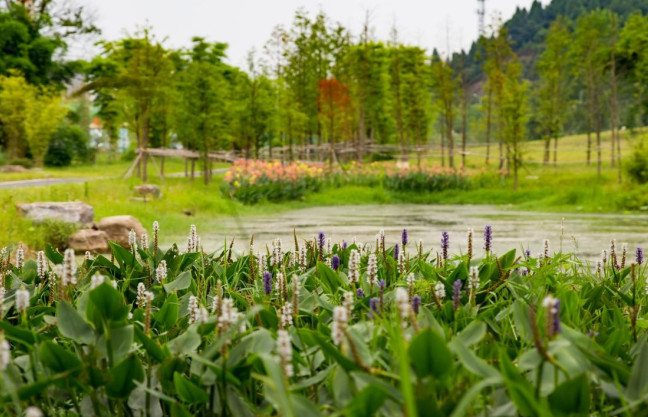 宜昌湿地公园